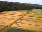 楢山集落の上空から撮影した稲刈り後の田んぼ