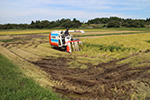 収穫前に雨が続いたので、田んぼがぬかるみます。稲刈りの作業は慎重に行います。
