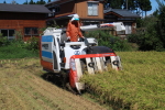 新潟の代表的なもち米のこがねもちの稲刈り開始