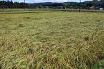 平成28年産米新米の稲刈りが始まりました。