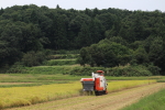 平成28年産米新米コシヒカリの稲刈りも終盤です。