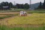 平成28年産米新米コシヒカリの稲刈りも終盤です。