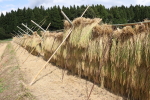 はざかけ米の稲刈り