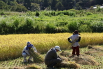 コシヒカリはざかけ米の稲刈り