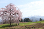 楢山の一本桜