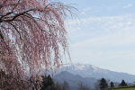 楢山の一本桜