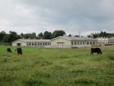 放牧中の牛と新潟県畜産研究センター