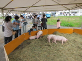 新潟県畜産研究センターふれあい開放デー。子豚とのふれあい