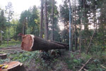 杉の伐採・整地作業