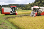 特別栽培米「コシヒカリ」の稲刈り