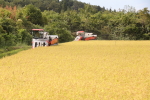 特別栽培米「コシヒカリ」の稲刈り