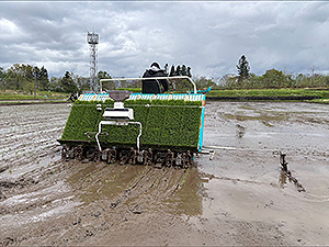 田植え