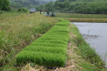 コシヒカリの田植え