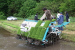 コシヒカリの田植え