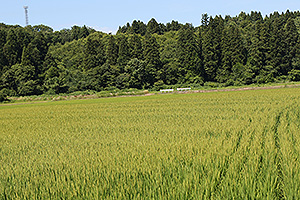新潟次郎