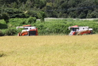 コシヒカリの稲刈り
