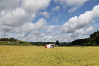 コシヒカリの稲刈り