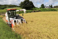 コシヒカリの稲刈り