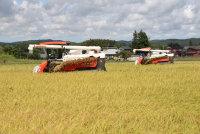 コシヒカリの稲刈り