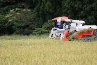 コシヒカリの稲刈り