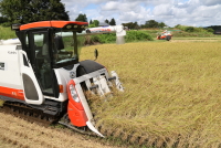 コシヒカリの稲刈り