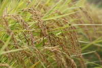 コシヒカリの稲刈り