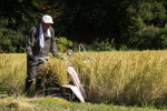 コシヒカリはざかけ米の稲刈り