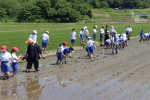 笹岡小学校の子供たちが当法人の田んぼで田植え体験