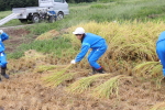 笹岡小学校の子供たちが稲を手刈り＆はざ掛け