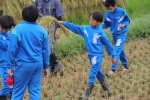 笹岡小学校の子供たちが稲を手刈り＆はざ掛け