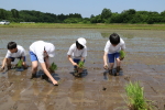 笹岡小学校の児童が田植え授業
