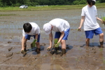 笹岡小学校の児童が田植え授業