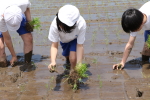 笹岡小学校の児童が田植え授業