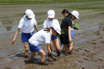 笹岡小学校の児童が田植え授業