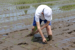 笹岡小学校の児童が田植え授業