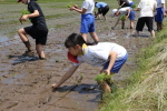 笹岡小学校の児童が田植え授業