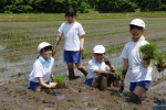 笹岡小学校の児童が田植え授業